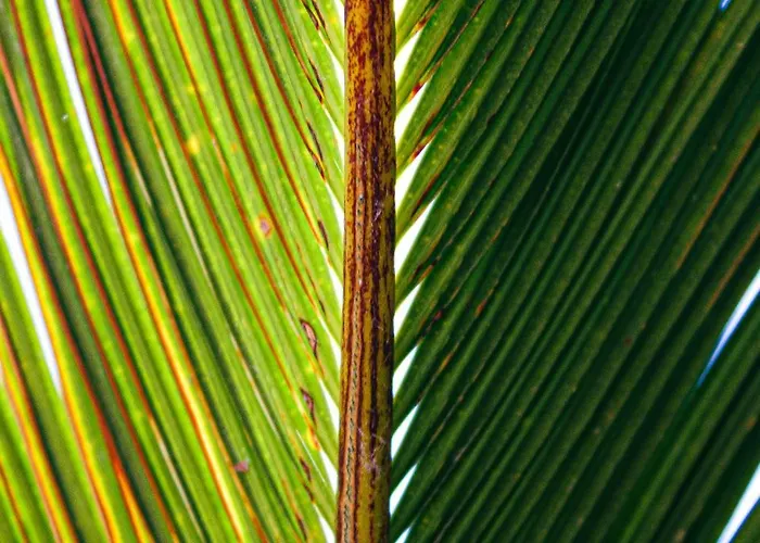 Palazzo Vittoria Cutrofiano